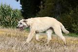 IRISH WOLFHOUND 098
